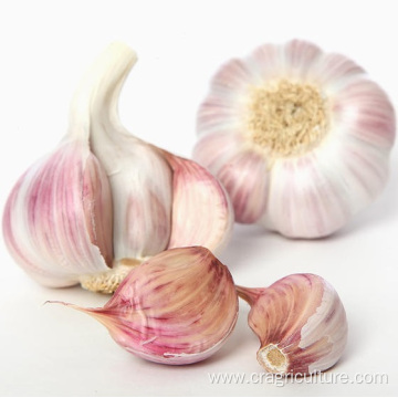 Buy Discount Fresh Purple Garlic Bulk